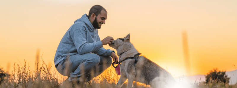 Blog Image Dogs