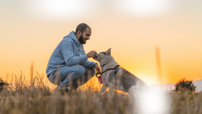 Blog Image Dogs